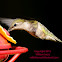 Ruby-throated hummingbird