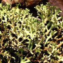 Lichen