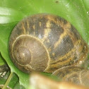 Caracol