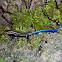 Five-lined Skink