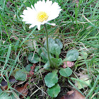 Daisy