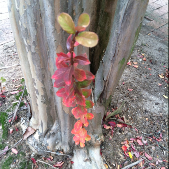 Spotting Image 1