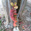 Crepe myrtle