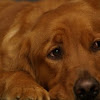 A Retriever's Watchful Eyes