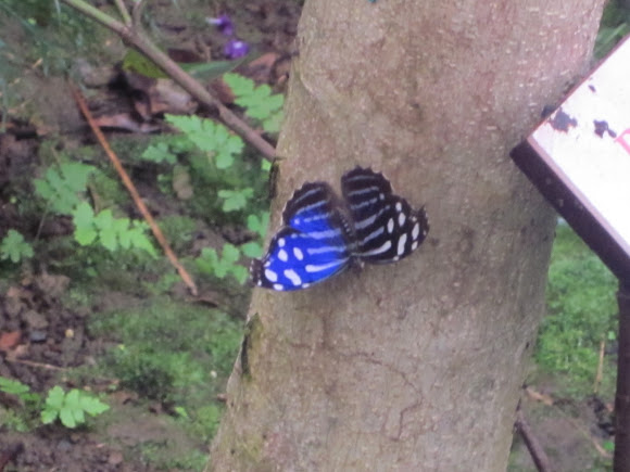Spotting Image 1