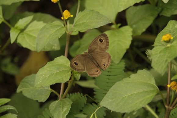 Spotting Image 1