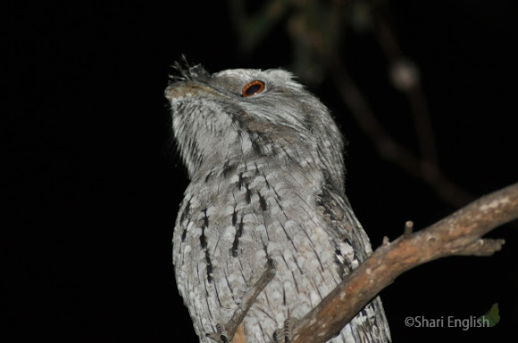 Spotting Image 1
