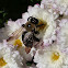 Eastern carpenter bee