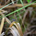 Sand Wasp