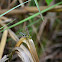 Sand Wasp