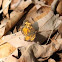 Hydaspe Fritillary