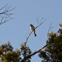 Chipping Sparrow