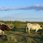 Texas Longhorn