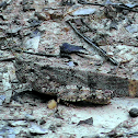 Grasshopper or Locust