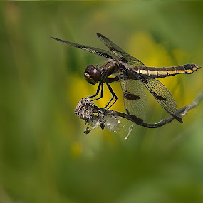 by Shelley O'Connell - Wildlife Insects & Spiders