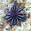 Crown of Thorns