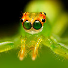 Magnolia Green Jumper