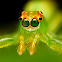 Magnolia Green Jumper