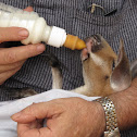 Kangaroo joey