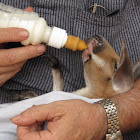 Kangaroo joey
