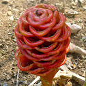 Bee-Hive Ginger or Maracas