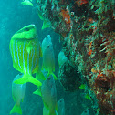 Panamic  porkfish