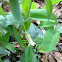 Sessile Bellwort