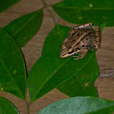 Bolivian Toad-frog