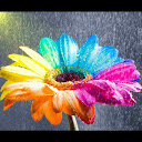Rainbow Flower Live Wallpaper mobile app icon