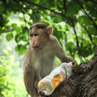 Bonnet Macaque