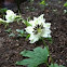Delphinium