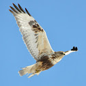 Rough-Legged Hawk