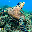 Green Sea Turtle