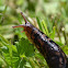 Great Slug