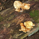 Fungi