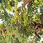 Carob Tree
