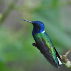 Jacobino nuquiblanco