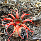 Anemone stinkhorn