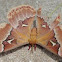 Tulip-tree Silk Moth
