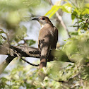 Black-billed Cuckoo