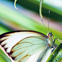 Great Southern White Butterfly