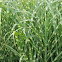 Zebra grass