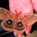 Polyphemus Moth