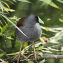 Tagüita / Spot-flanked Gallinule