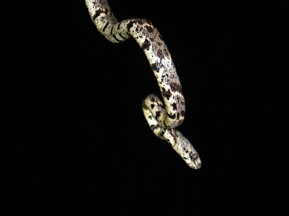 Spotting Image 1