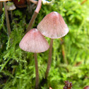 Pink Bonnet