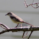 Northern Mockingbird
