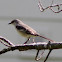 Northern Mockingbird