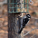 Downy Woodpecker