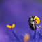 Boll Weevil